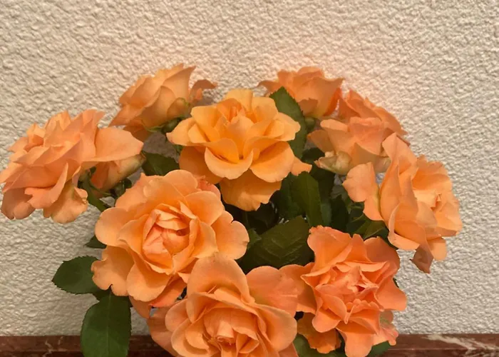 Apartamento Ma Maison